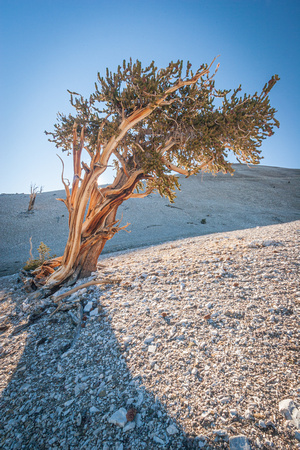 Ancient Bristlecone