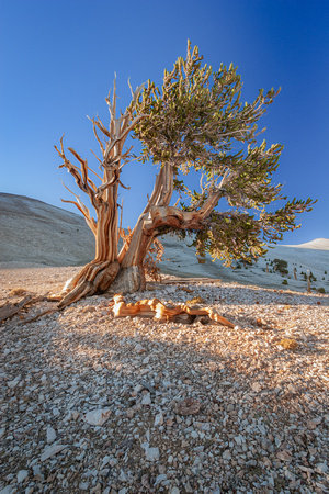 Ancient Bristlecone