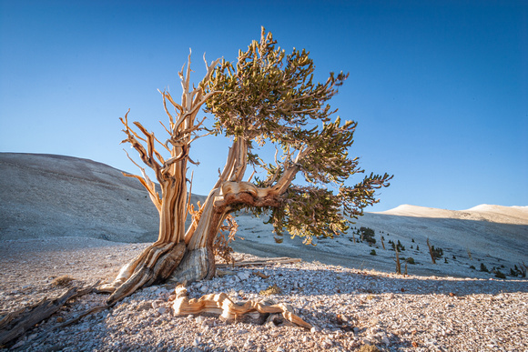 Ancient Bristlecone