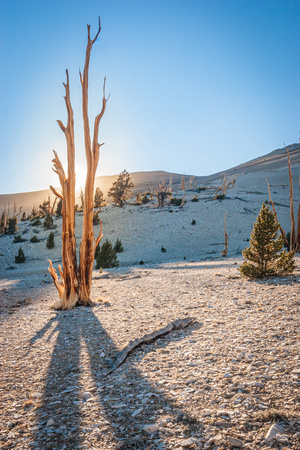 Ancient Bristlecone