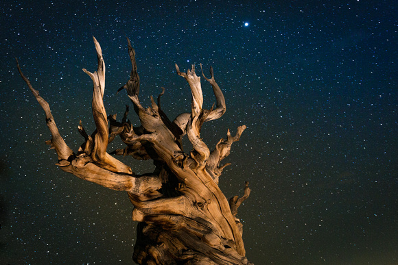 Ancient Bristlecone