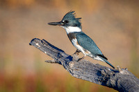 Belted Kingfisher, juvenile