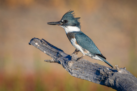 Belted Kingfisher, juvenile