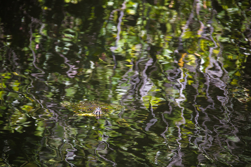 Common Cooter, Everglades National Park, Florida