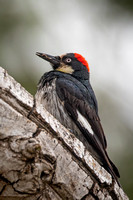 Acorn Woodpecker