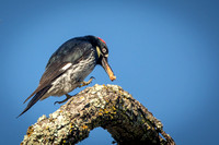 Acorn Woodpecker