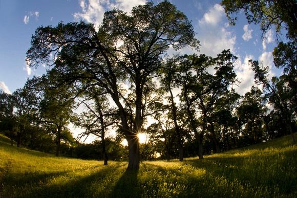 Deercreek Oak Woodlands Preserve