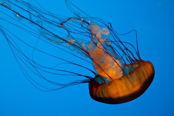 Jellyfish, Steinhart Aquarium