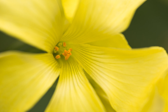 Yellow flower, unknown