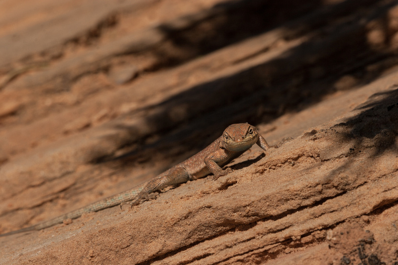 Spiny Lizard, Canyonlands National Park, Utah