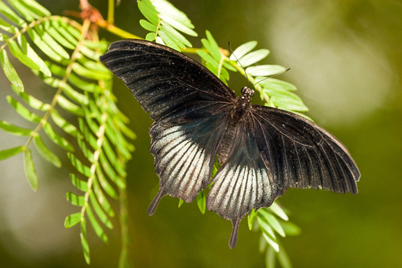 Mormon Papilio Butterfly
