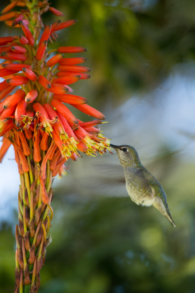 Hummingbird