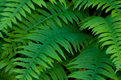 Ferns