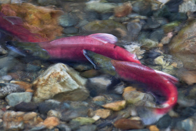 Kokanee Salmon