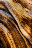 Ancient Bristlecone Pine detail