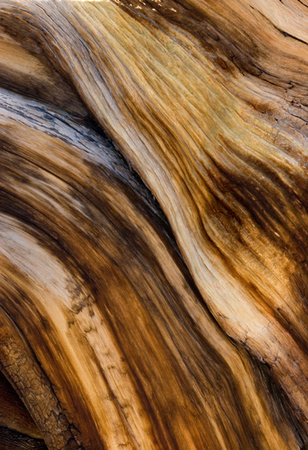 Ancient Bristlecone Pine detail
