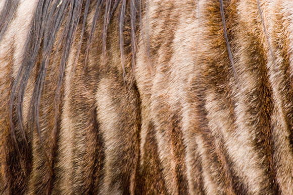 Wildebeast fur detail