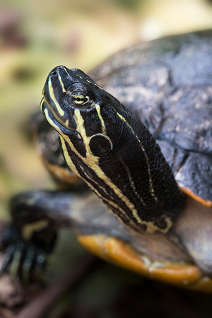 Common Cooter