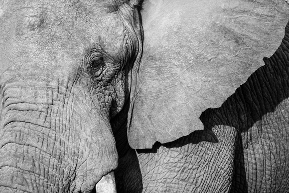 African Elephant, black & white
