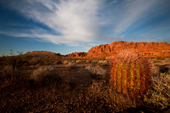Barrell Cactus