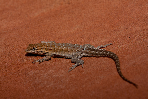 Common Side Blotched Lizard