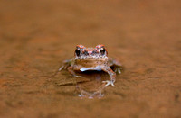 Canyon Tree Frog