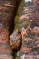 Canyon Tree Frog