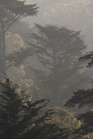 Trees, Golden Gate Park