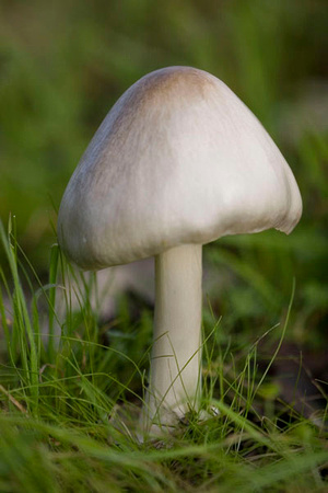 Unknown mushroom
