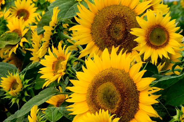 Sunflower, macro