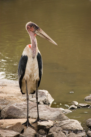 Maribou Stork