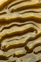 Kelp detail