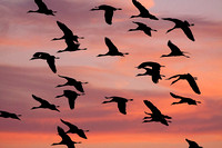 Sandhill Crane