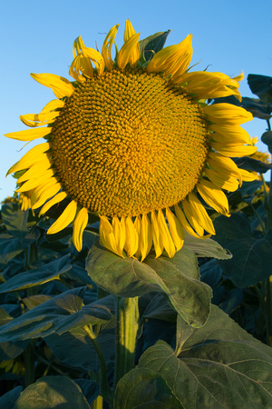 Sunflower, Standard lens