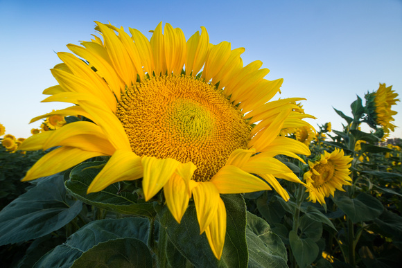 Sunflowers, Wide angle
