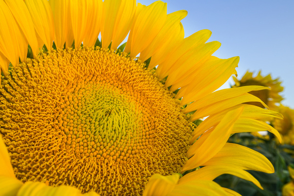 Sunflowers, Wide angle
