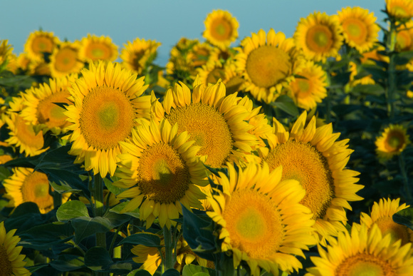 Sunflowers, Telephoto