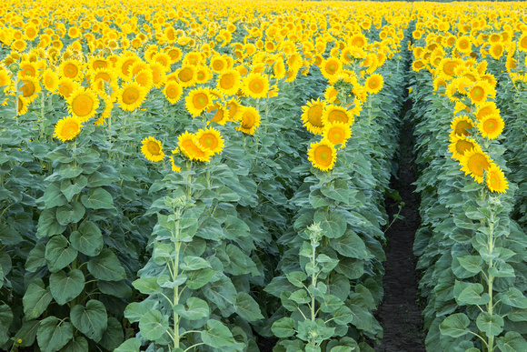 Sunflowers, Telephoto