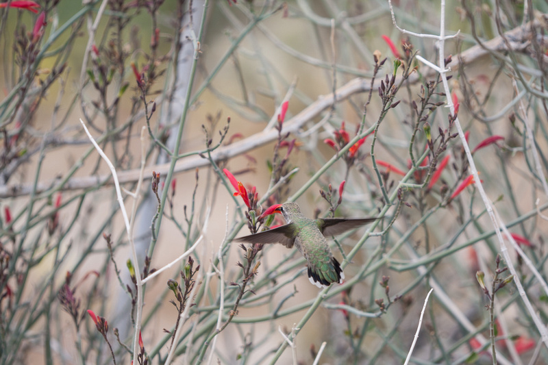 Costas Hummingbird, Anza Borrego State Park, California