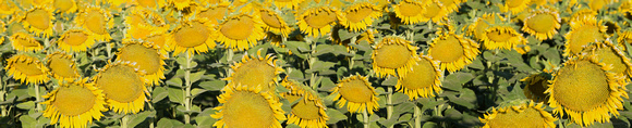 Sunflowers, Dixon California