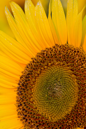 Sunflower, macro