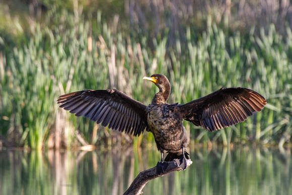 Double-crested Cormorant drying wings