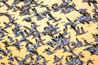 Snow Geese