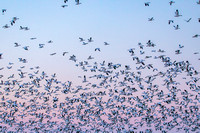 Snow Geese