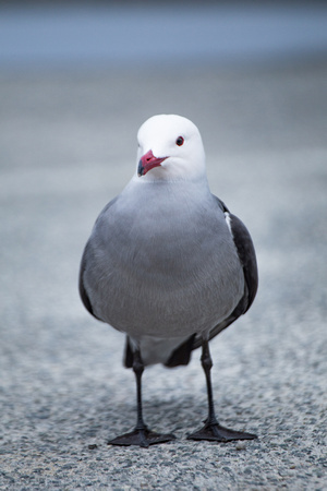 Heermann's Gull