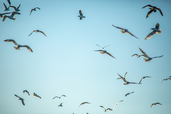 California Gulls