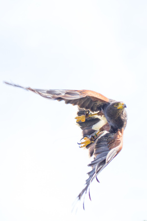 Harris Hawk