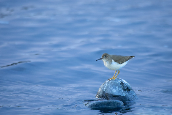 Spotted Sandpiper