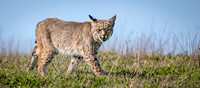 Bobcat