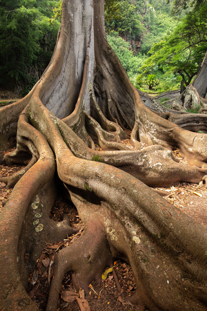 Giant Fig Tree, Allerton Gardens